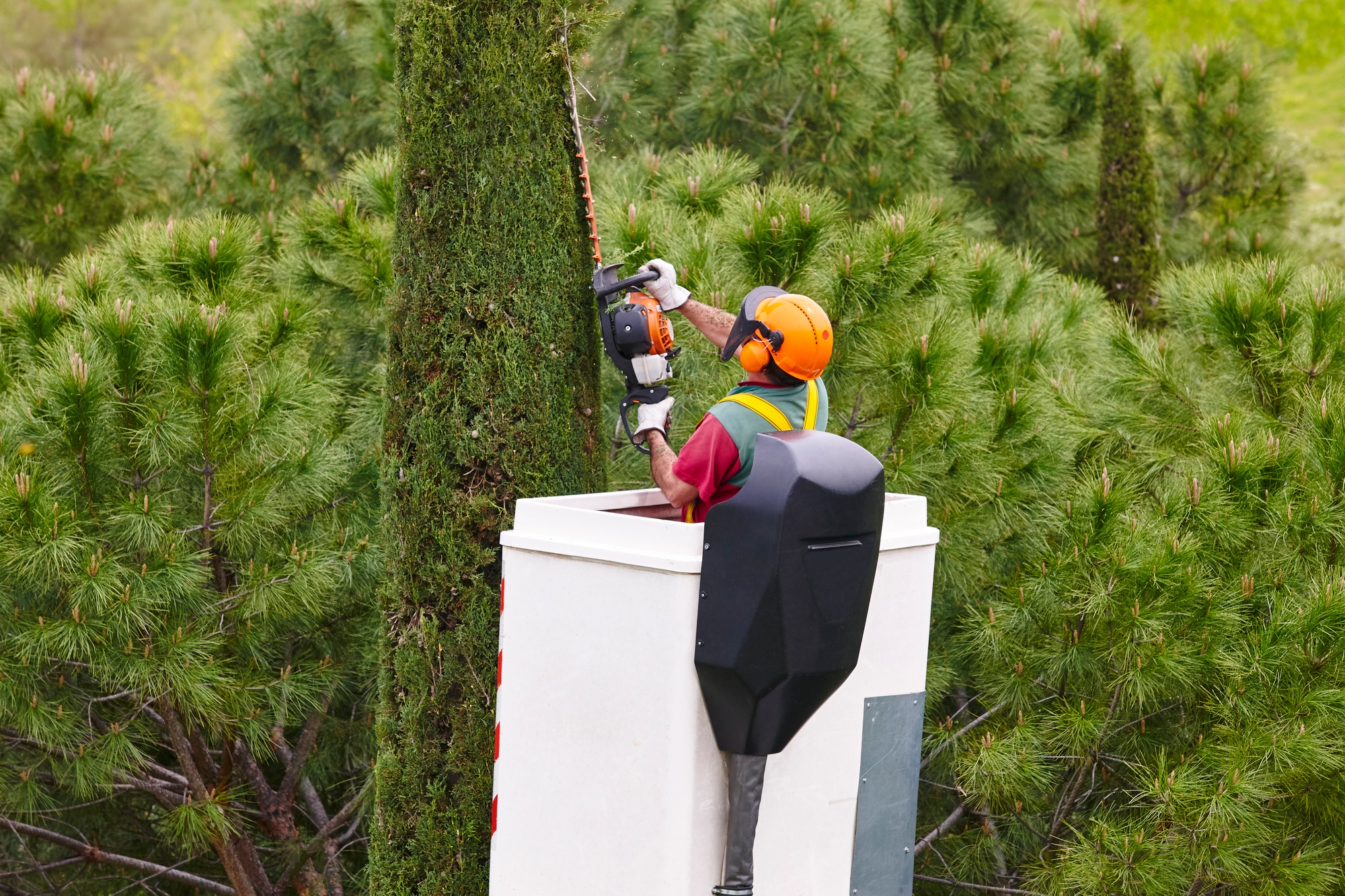 Equipped worker pruning a tree on a crane. Gardening