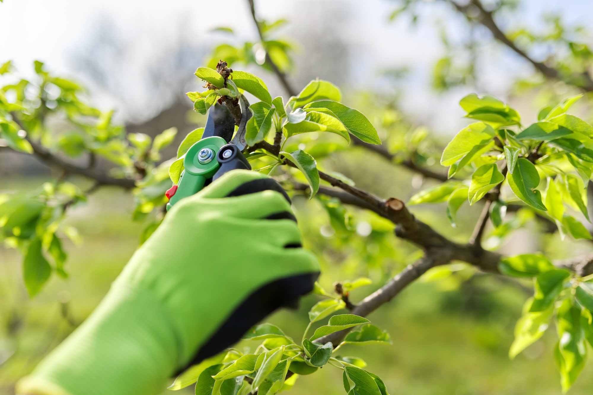 Spring pruning of garden fruit trees and bushes
