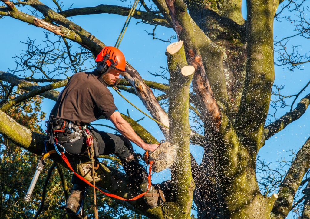 Professional tree removal and maintenance services to keep your property safe, healthy, and beautifully landscaped.