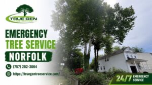 Emergency Tree Service in Norfolk: Fast 24/7 Storm Cleanup