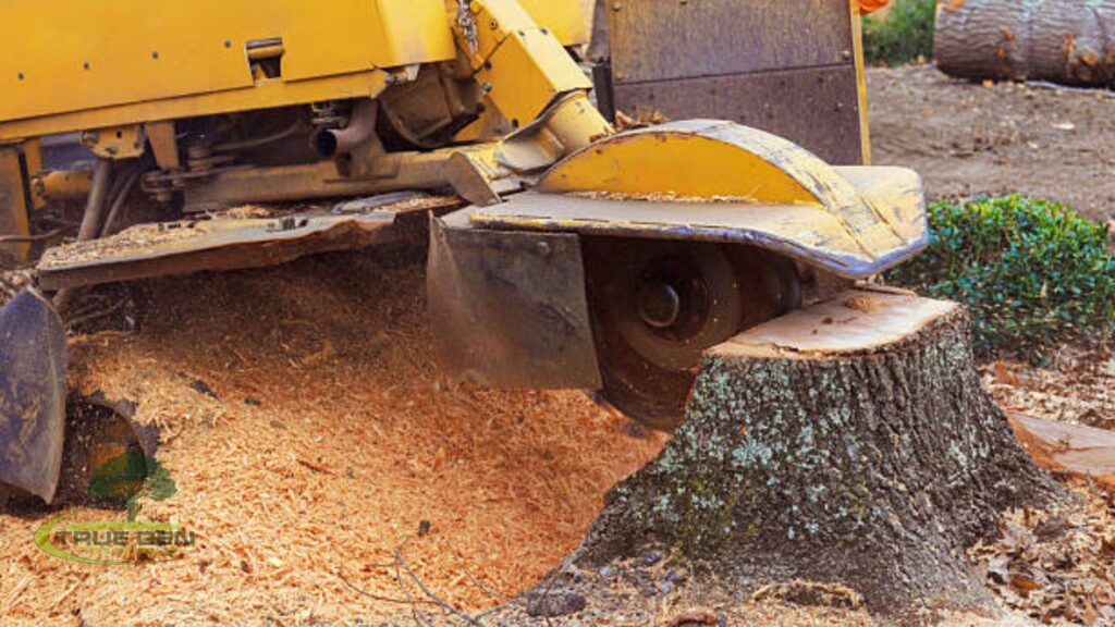stump removal virginia beach