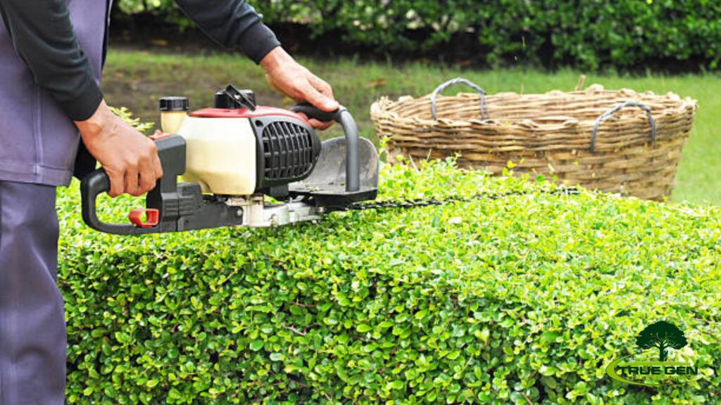 tree care virginia beach