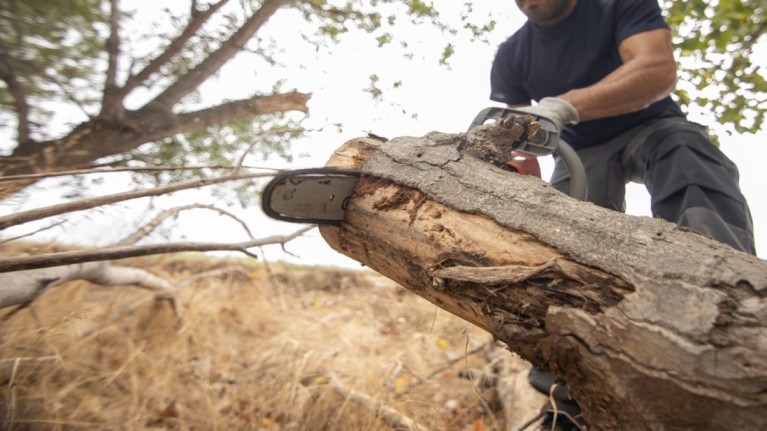 tree removal service norfolk va
