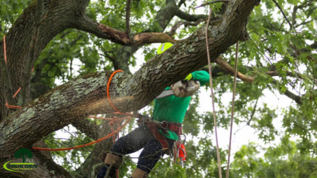 tree removal virginia beach