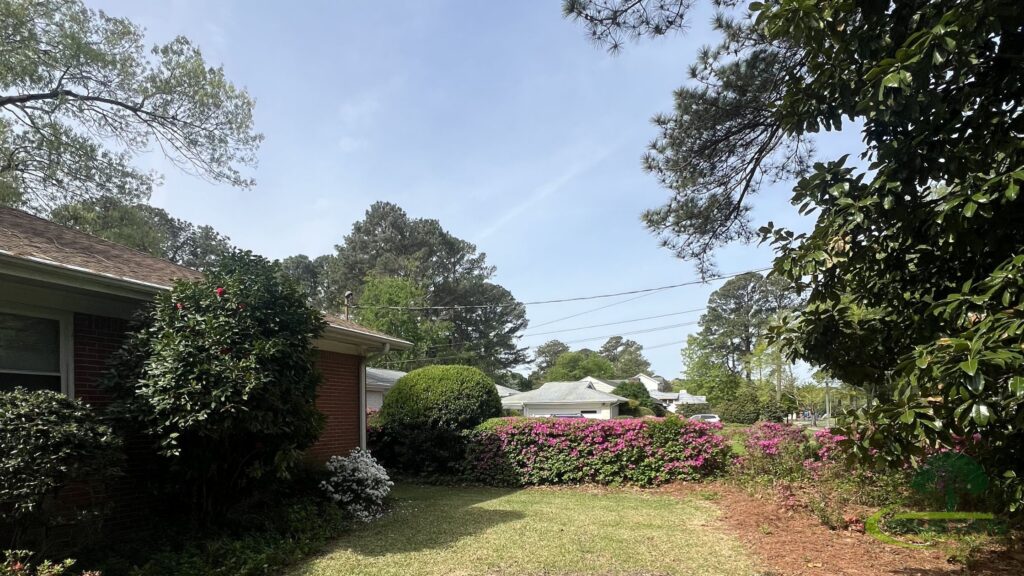 tree services in virginia beach