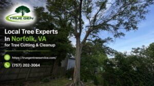 Local Tree Experts In Norfolk, VA for Tree Cutting & Cleanup