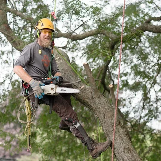 Benefits Of Professional Tree Trimming 614 x 614